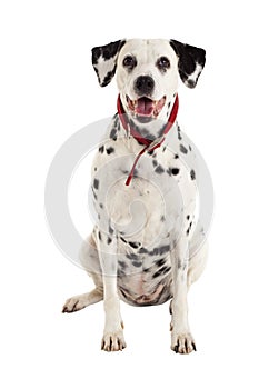 Seated dalmatian