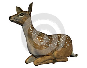 Seated deer