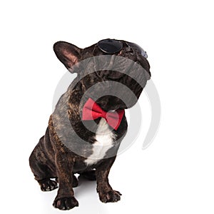 Seated gentleman french bulldog wearing sunglasses looks up to side