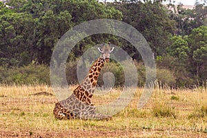 Seated giraffe. Kenya, Africa