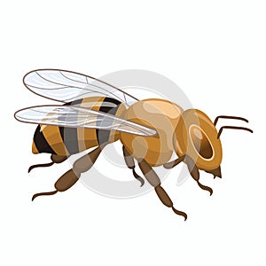 Seated honey bee. Vector graphics isolated on white background