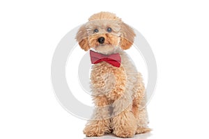 Seated little caniche dog wearing a red bowtie photo