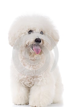 Seated and panting bichon frise photo