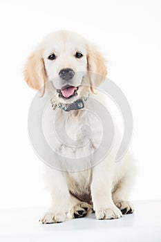 Seated panting golden lacrador retriever puppy dog