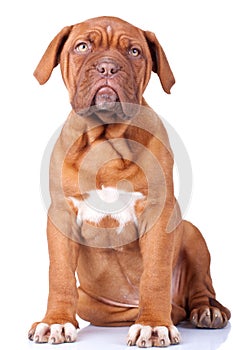 Seated Puppy of Dogue de Bordeaux