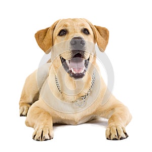 Seated Puppy Labrador retriever