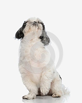 seated shih tzu looking up