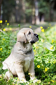 Seated spanish mastiff puppy on grass and yellow flowers