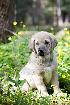 Seated spanish mastiff puppy on grass and yellow flowers