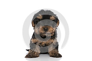 Seated yorkshire terrier dog looking at the camera