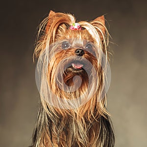 Seated yorkshire terrier puppy dog looking up