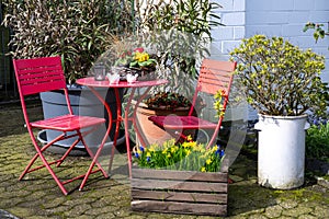 Seating area, red chairs, round table, primroses. Garden corner with wooden box planted with yellow daffodils and blue grape hyaci