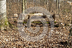Seating group in the forest in the sunlight