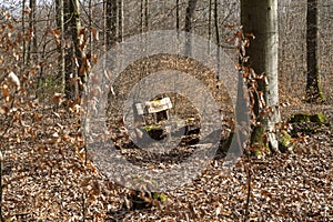 Seating group in the forest in the sunlight