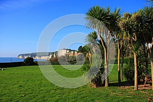 Seaton Palm Trees