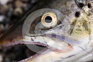 Seatrout eye