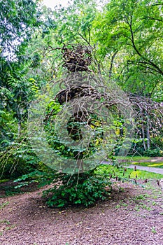 Seattle Arboretum Gnarly Tree