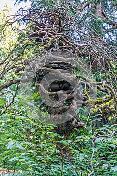 Seattle Arboretum Gnarly Tree 2