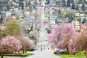 Seattle neighborhood as spring trees bloom pink