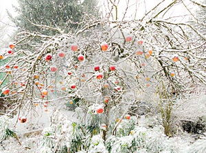 Seattle snow storm, Washington apples with a soft blur background