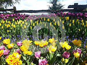 Seattle Tulips Roozengaarde Display Garden