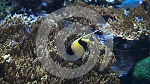 SEATTLE, WA, USA- SEP, 7, 2015: tracking shot of a moorish idol feeding in a large reef aquarium