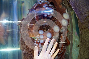 SEATTLE, WASHINGTON, USA - JAN 25th, 2017: Common octopus in a large sea water aquarium behind a glass wall with a woman