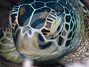 SeaTurtle