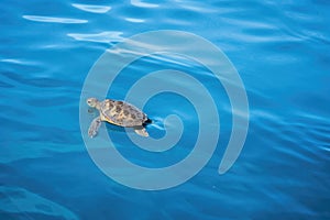 seaturtle swimming across calm and serene blue sea