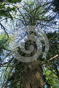 Seauoioidae, Seauoioidae, tree with 6 branches in public orchards in Baden-Baden