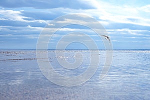 Seaview background, blue sea, cloudy sky and biard. Freedom concept