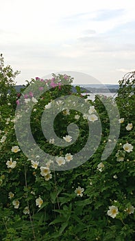 Seaview Fornebu Norway