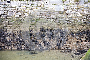 Seawall and ladder Dartmouth Devon