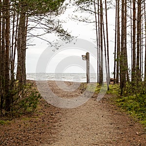 Seaward Passage: Dirt Pathway Guiding Through Forest Canopies to the Ocean\'s Edge