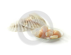 Seawater Scallops photo