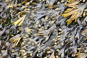 Seaweed