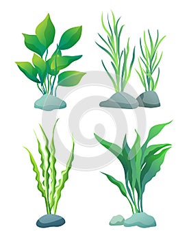 Seaweed or Algae Variegarion Illustration Set