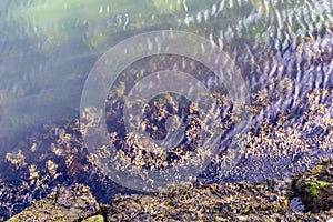 Seaweed along Boston waterfront