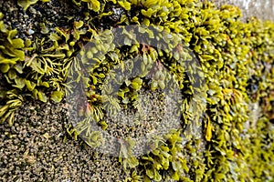 Seaweed anchored to concrete wall between low tide mark and high tide mark St Ives Cornwall England UK