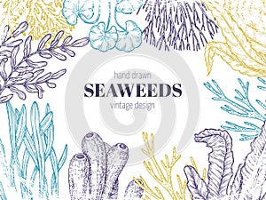 Seaweed background. Natural coral, seaweeds art sketching. Abstract graphic sea flora, ocean reefs plants algae branches