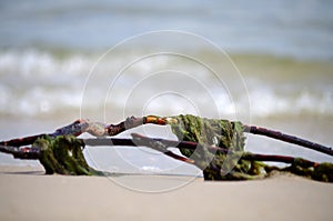 Seaweed at the baltic sea