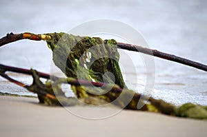 Seaweed at the baltic sea