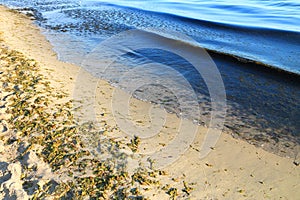 Seaweed on the bank of the Baltic Sea