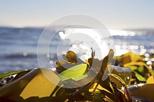 Seaweed on a beach