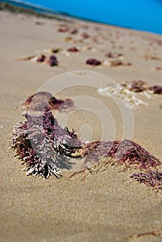 Seaweed on beach