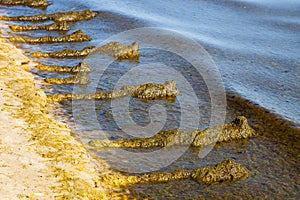 Seaweed on the beach