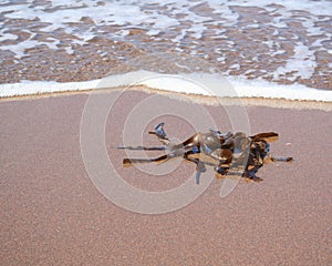 Seaweed on beach