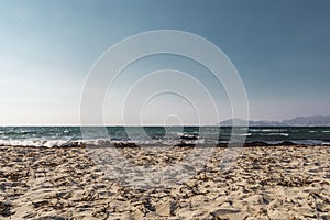 Seaweed Beach Background With Blue Sea