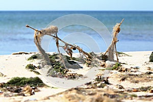 Seaweed on the beach
