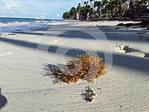 seaweed   beach   ocean   evening in the tropics   seaweed on the sand  